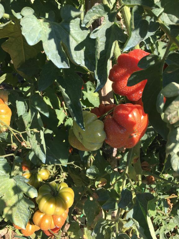 I Casali Del Trebbiolo Vakantieboerderij *